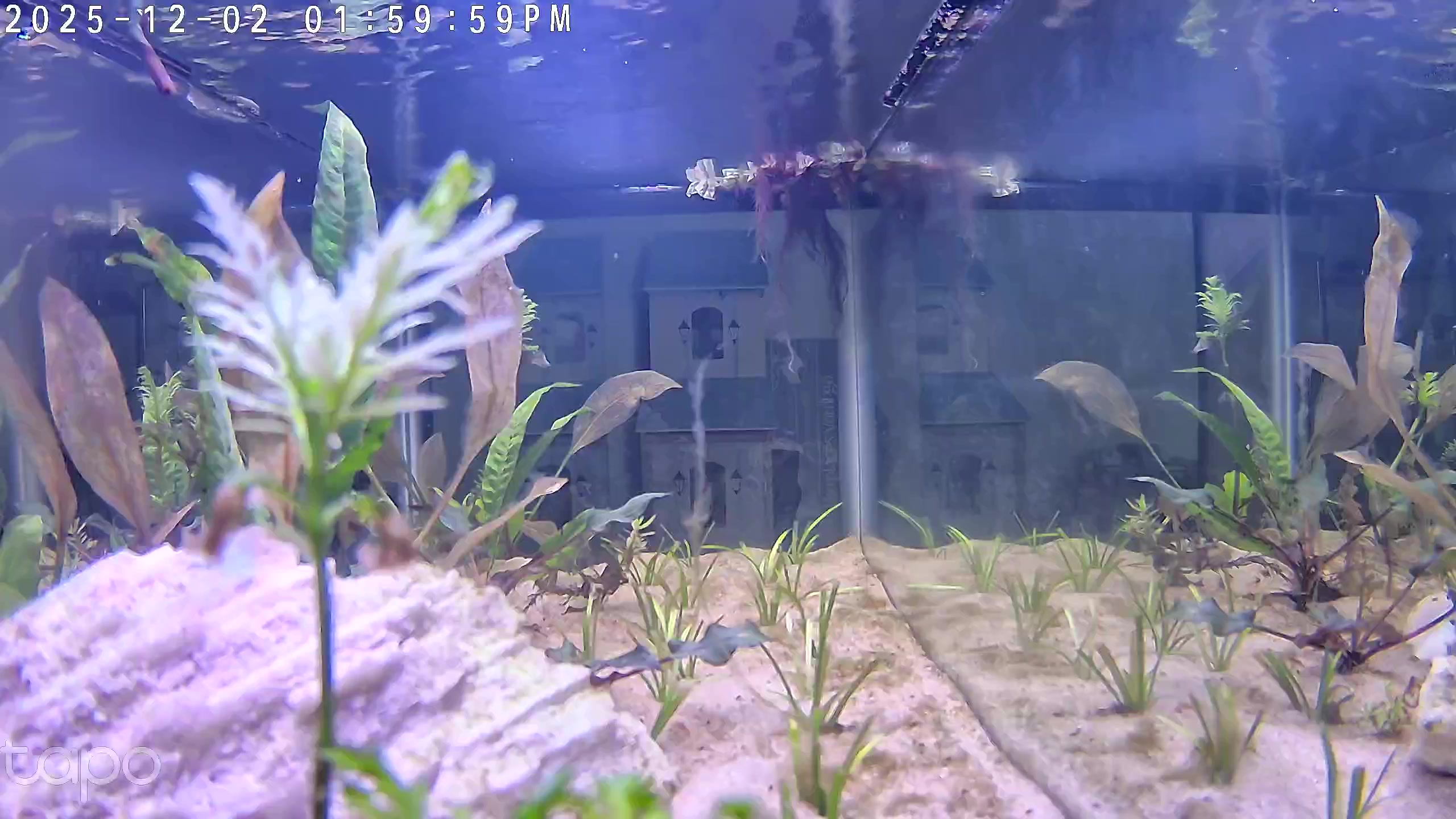 Tank on Day 19