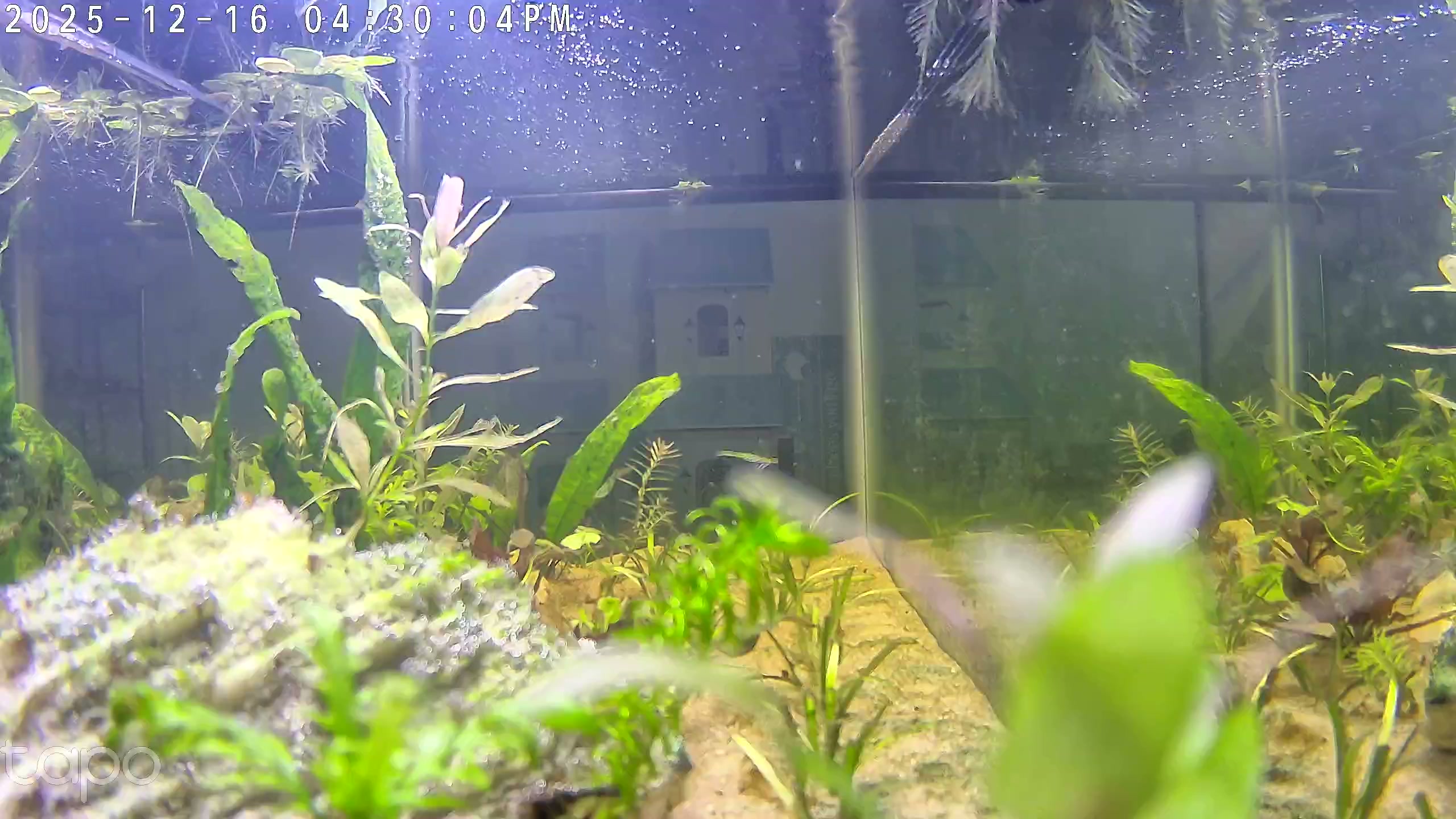Tank after 33 days
